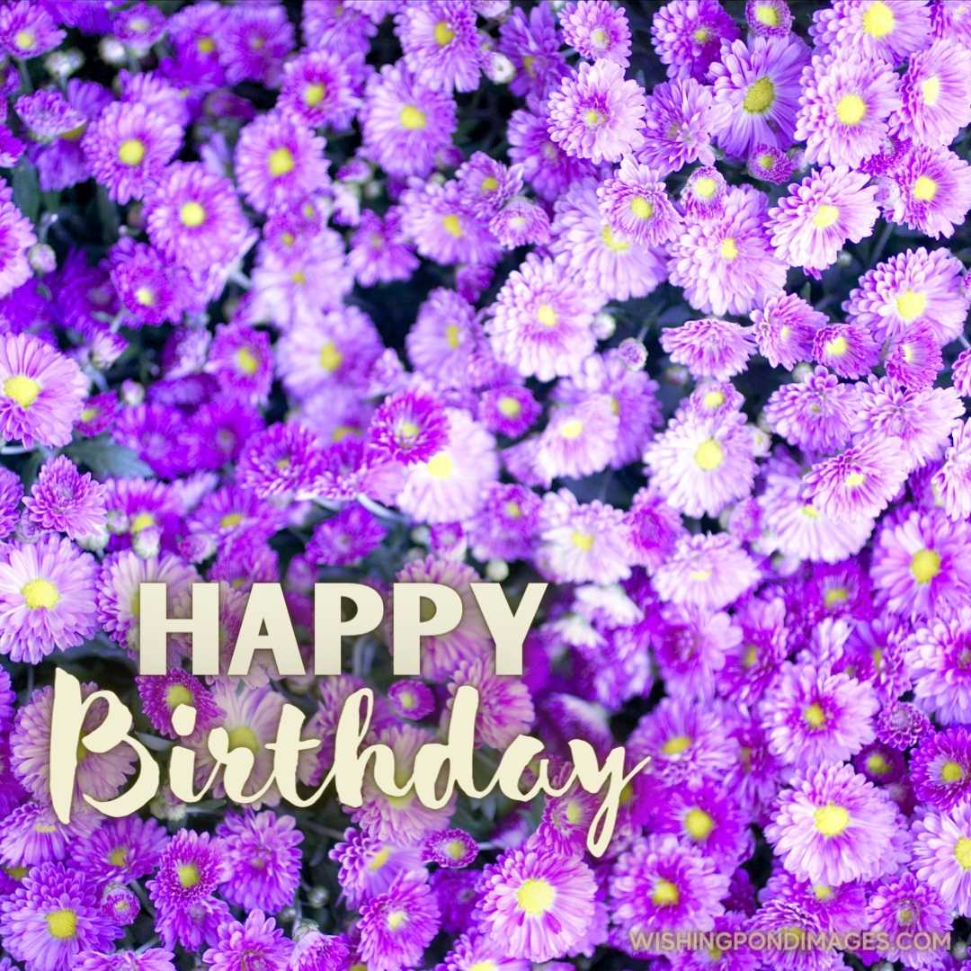 Close-up image of Aster flowers. Happy Birthday Purple Flower Images